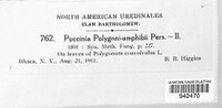 Puccinia polygoni-amphibii var. polygoni-amphibii image